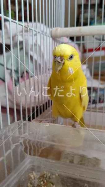 コメントの画像