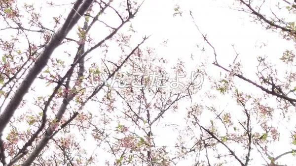 コメントの画像