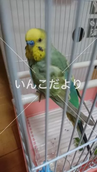 コメントの画像