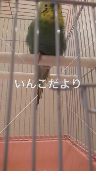 コメントの画像