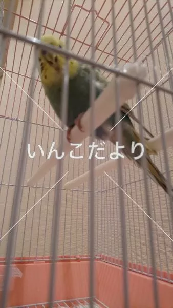 コメントの画像