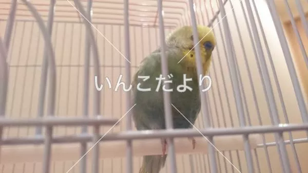 コメントの画像