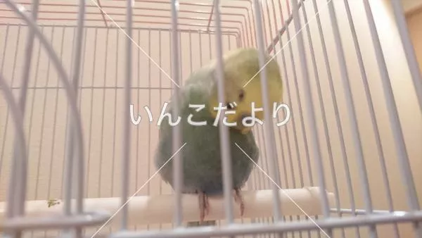 コメントの画像