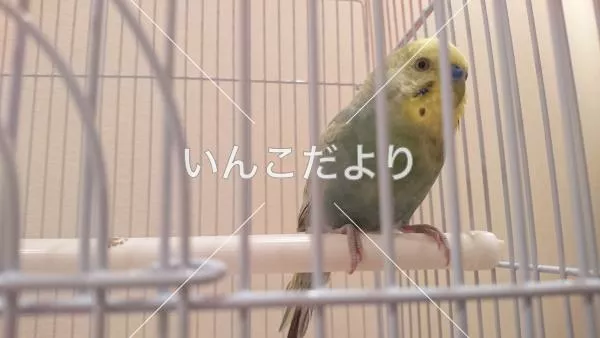 コメントの画像