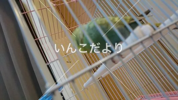 コメントの画像