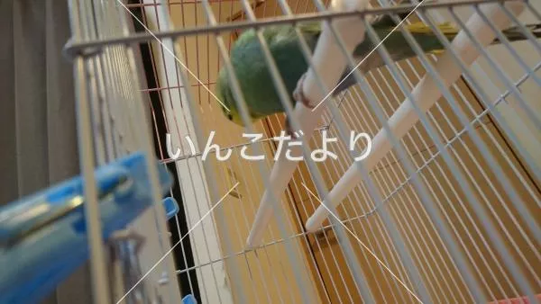 コメントの画像