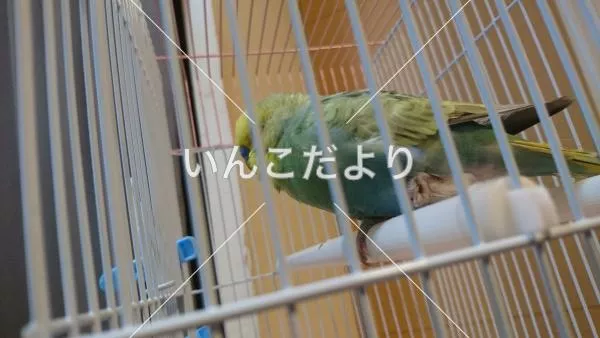 コメントの画像