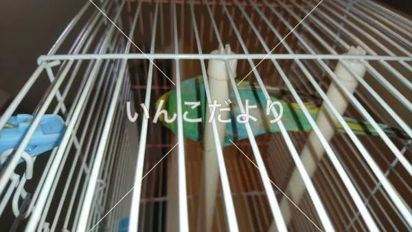 コメントの画像