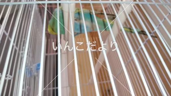 コメントの画像