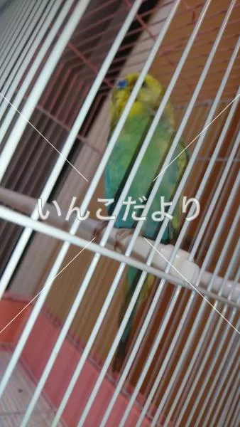 コメントの画像