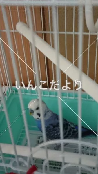 コメントの画像