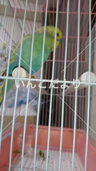 コメントの画像