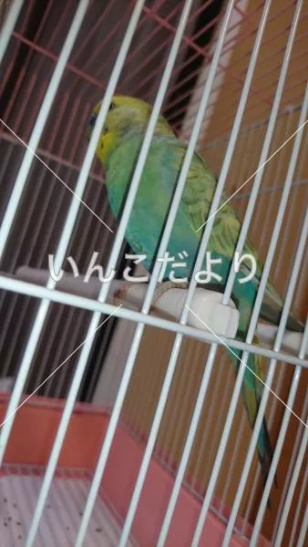 コメントの画像