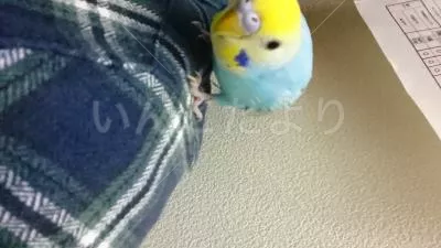 コメントの画像