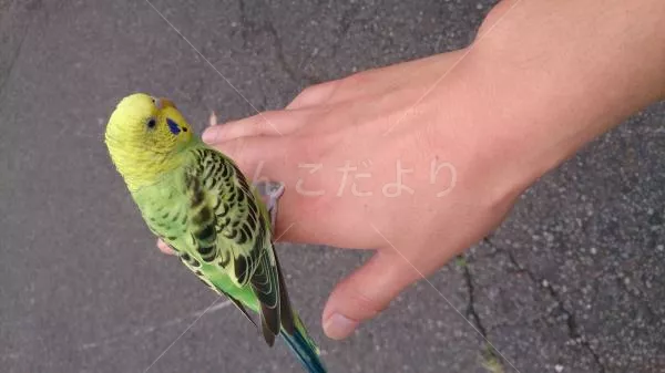 コメントの画像