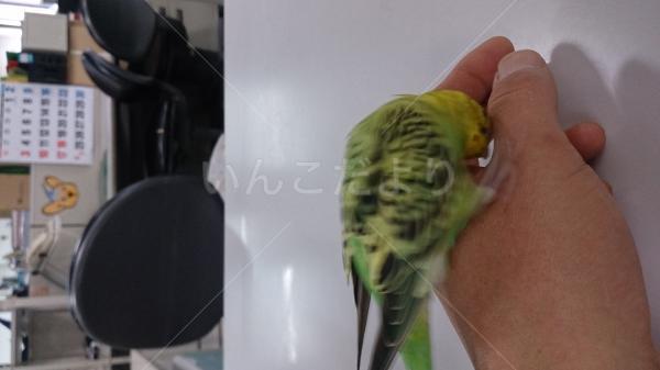コメントの画像