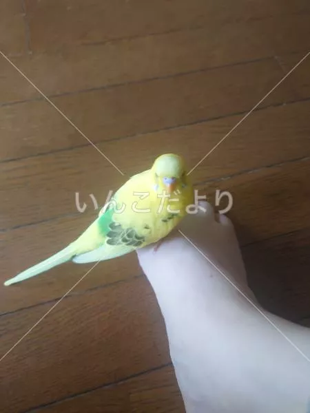 コメントの画像