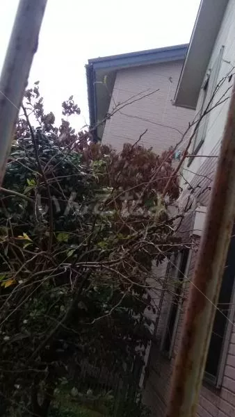 コメントの画像