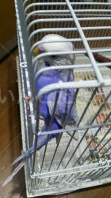 コメントの画像