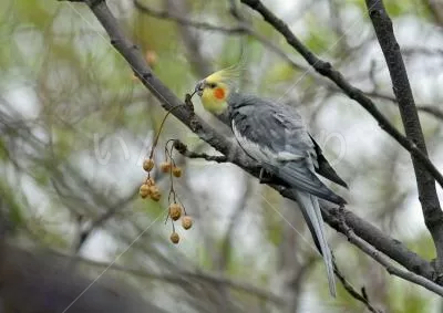 コメントの画像