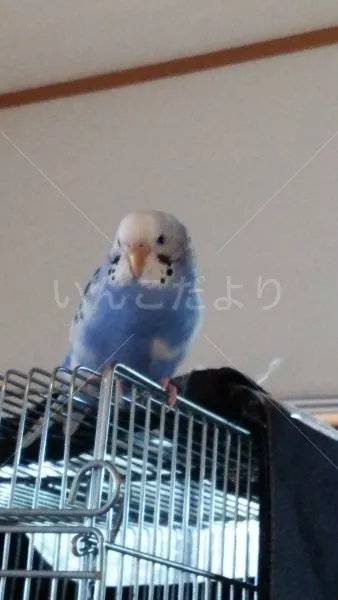 コメントの画像