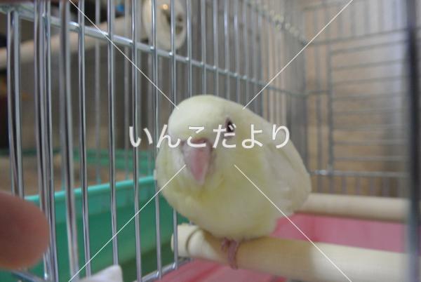 コメントの画像