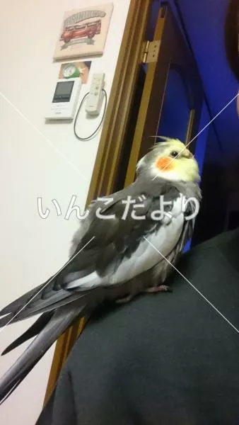 コメントの画像