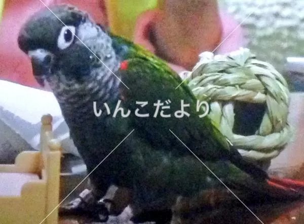 コメントの画像