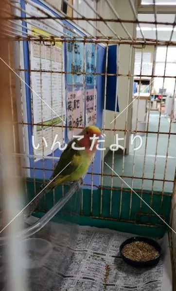 コメントの画像