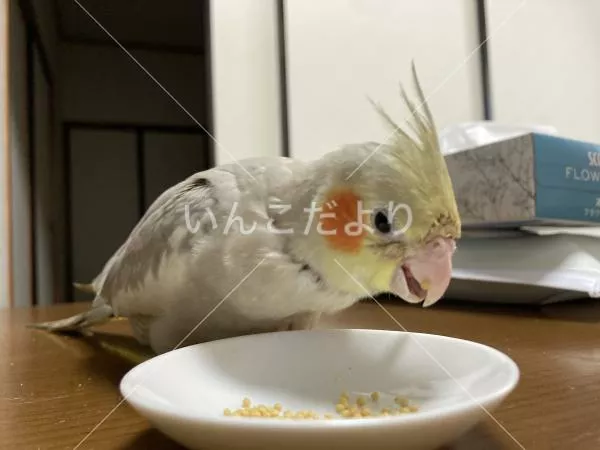 コメントの画像