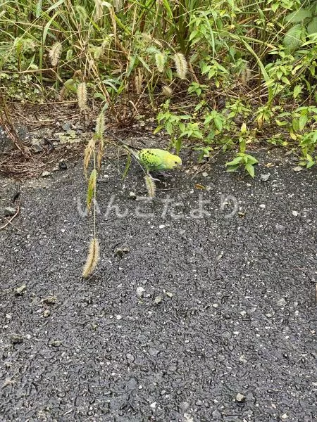 コメントの画像