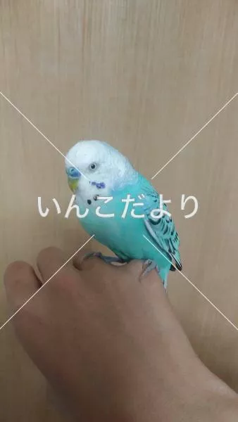 コメントの画像