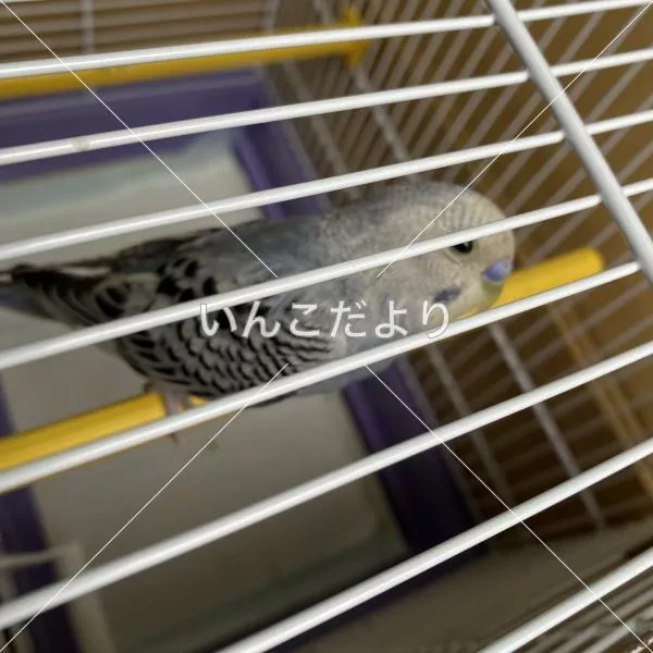 コメントの画像