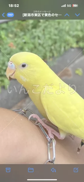 コメントの画像