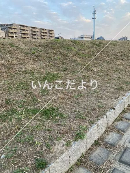 コメントの画像