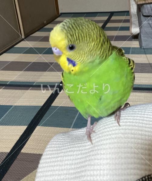 コメントの画像
