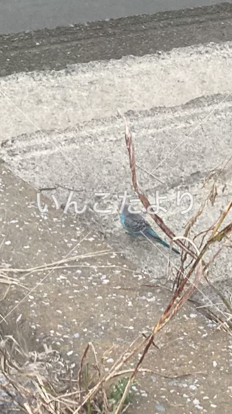 コメントの画像