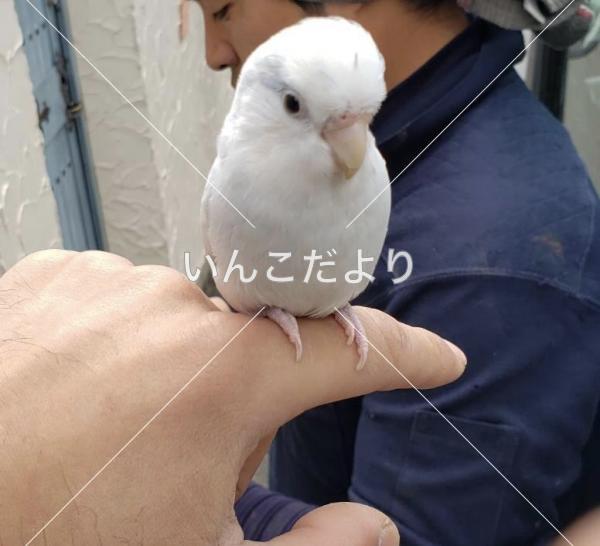 コメントの画像