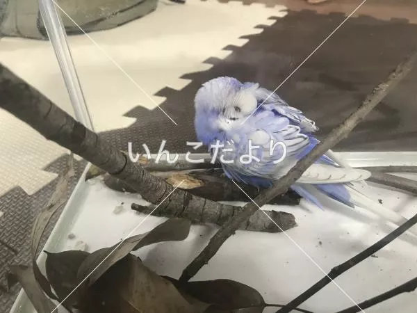 コメントの画像