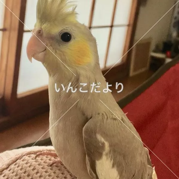 コメントの画像