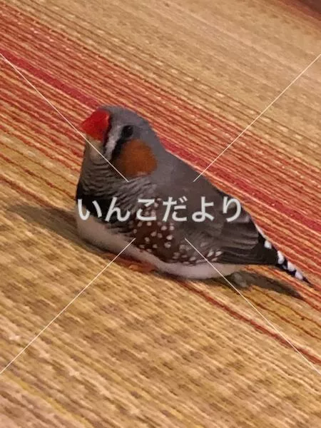 コメントの画像