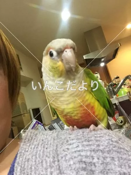 コメントの画像