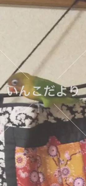 コメントの画像