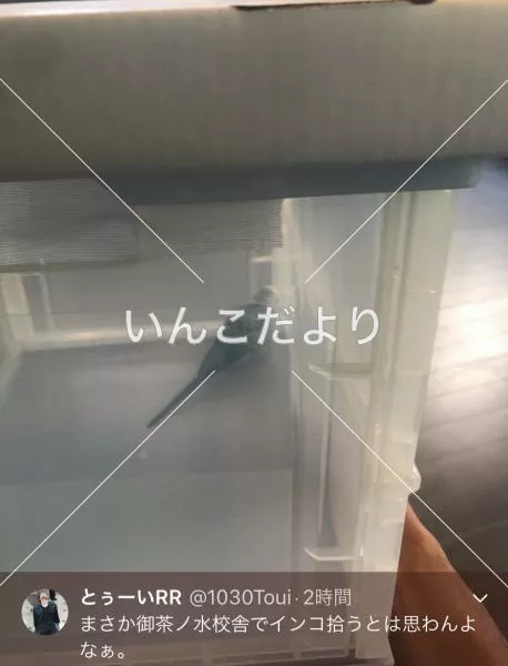 コメントの画像