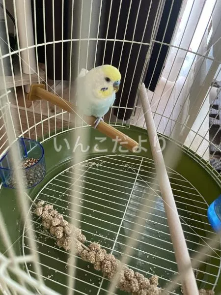 コメントの画像