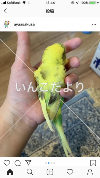 コメントの画像
