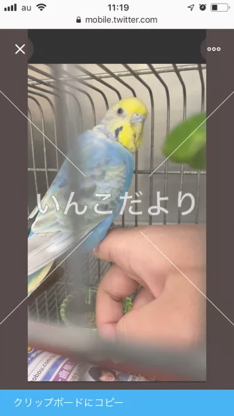 コメントの画像