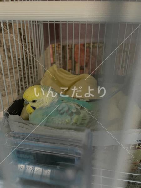 コメントの画像