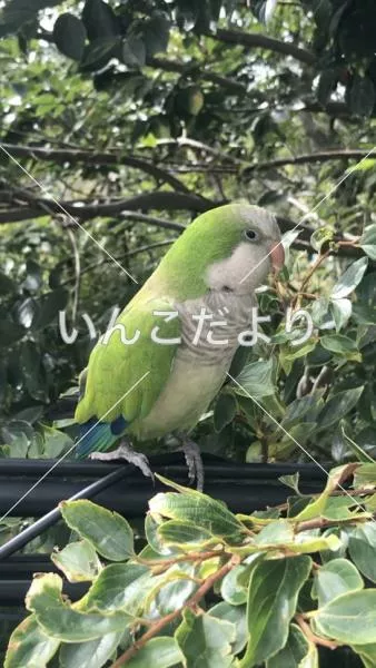 コメントの画像