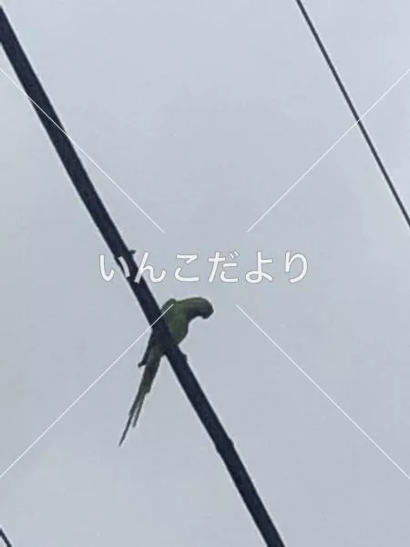 コメントの画像